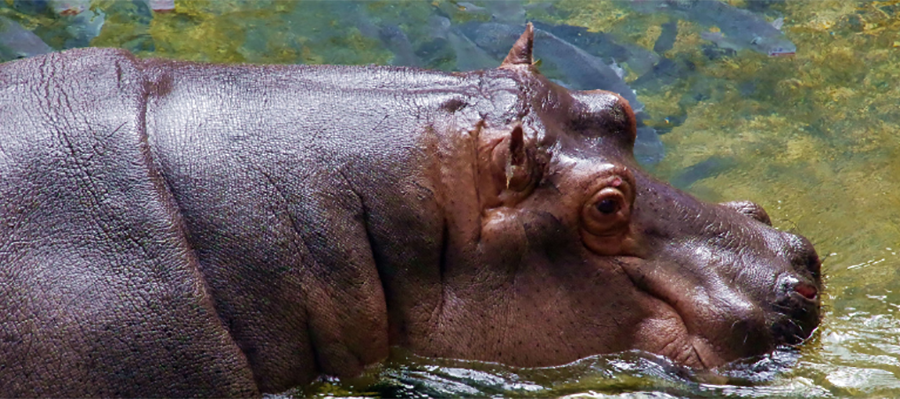 A hippo during a Animal Kingdom VIP tour