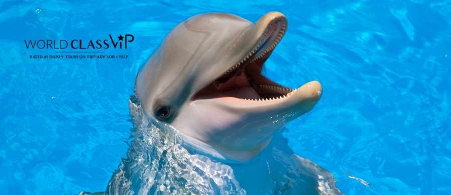 seaworld-dolphin-encounter