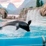 Does SeaWorld Still Have Orca Shows?