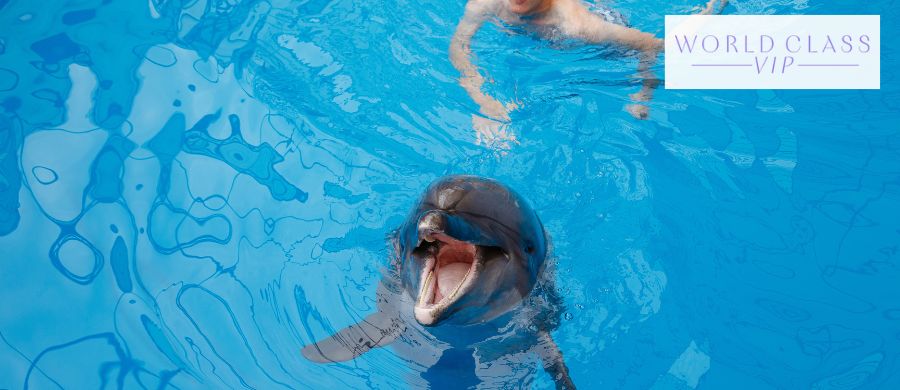 Making the Most of Your Day with a SeaWorld VIP Tour